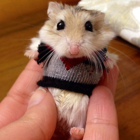 Fancy Hamster Sweater