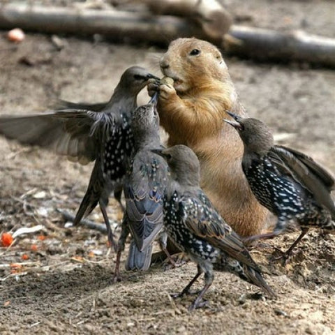 Beaver - male, loves